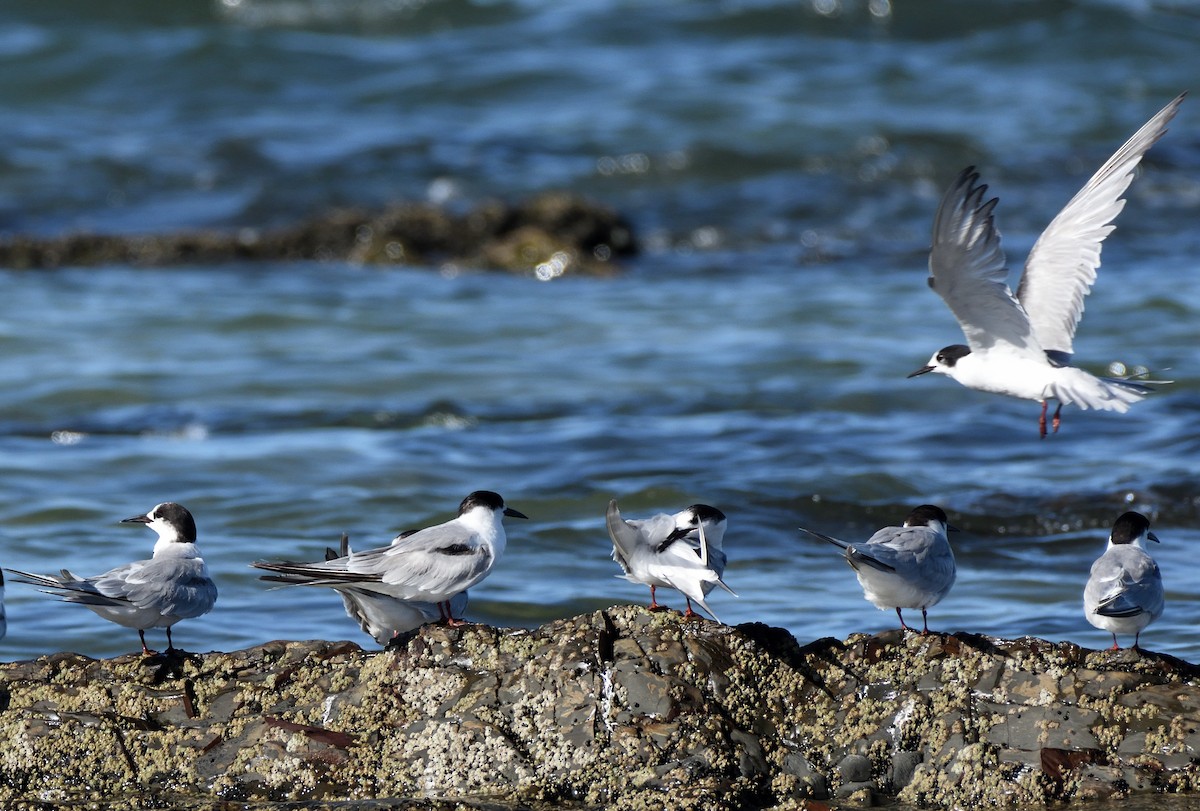 Flussseeschwalbe - ML646965556