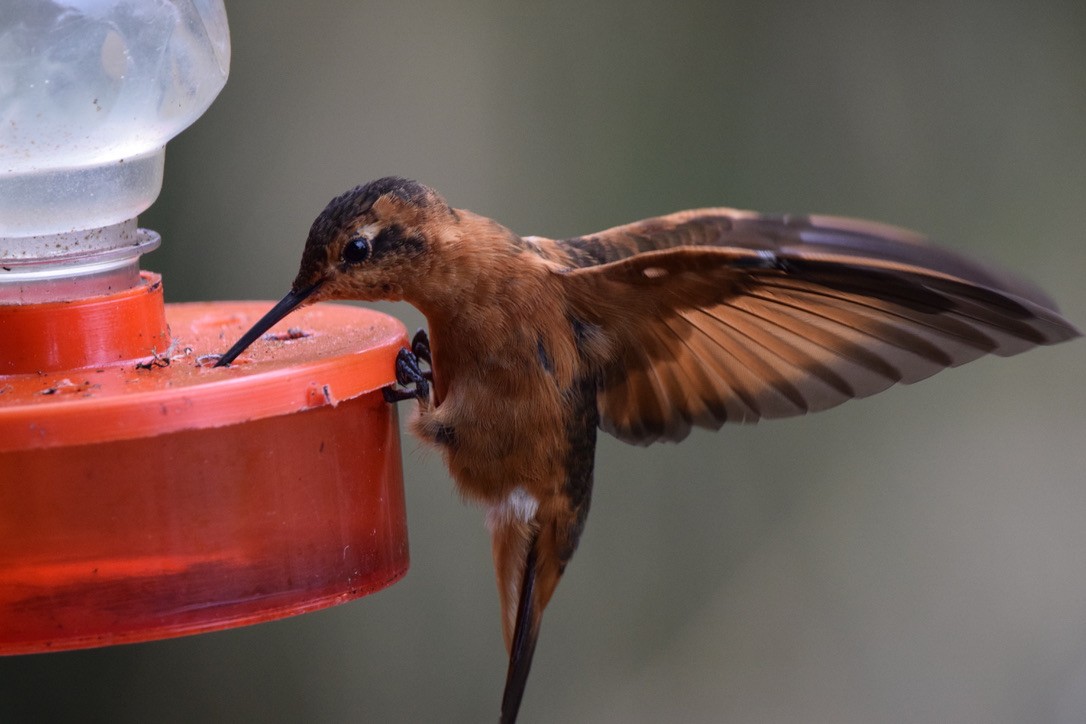 Shining Sunbeam - ML646965557