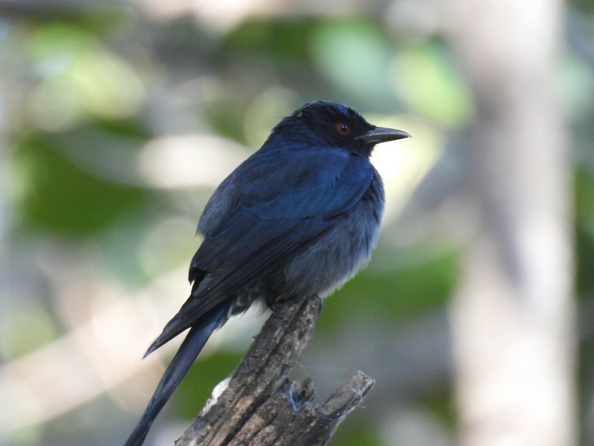 灰卷尾 - ML646965563