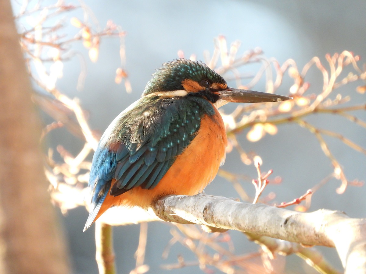 翠鳥 - ML646965565