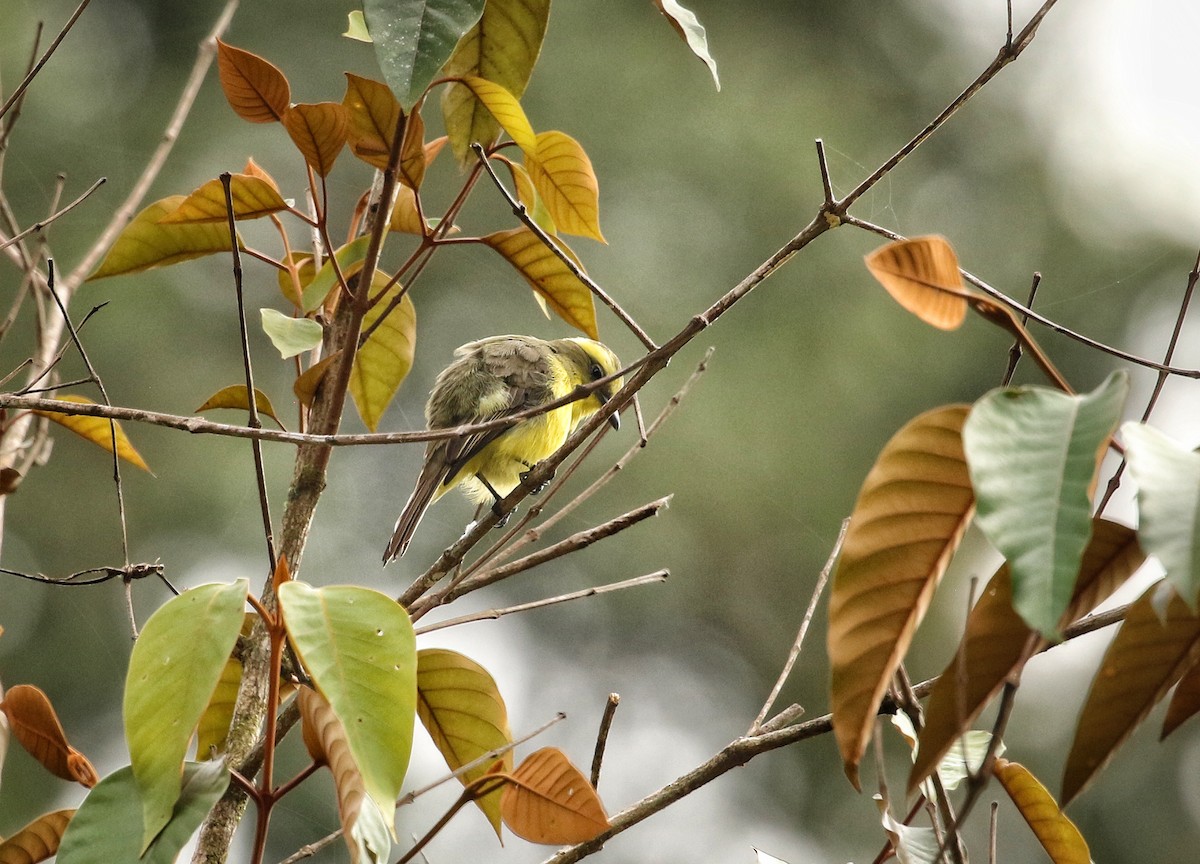 Lemon-browed Flycatcher - ML646965567