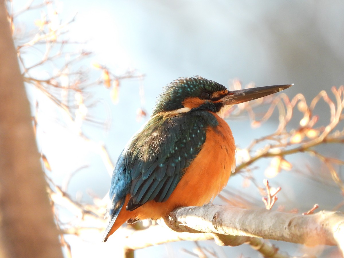 翠鳥 - ML646965569