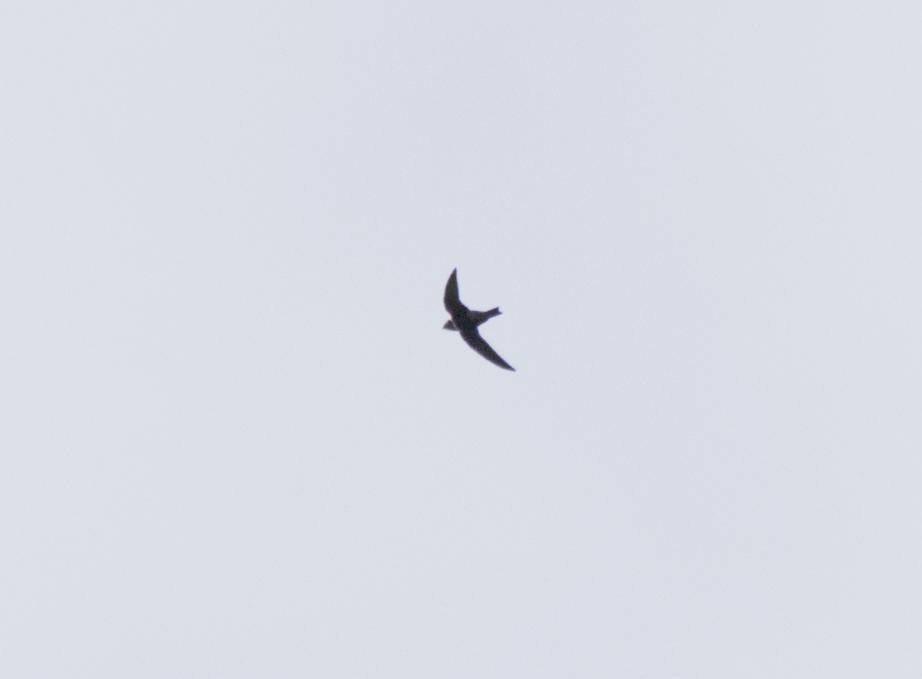 White-collared Swift - ML646965570