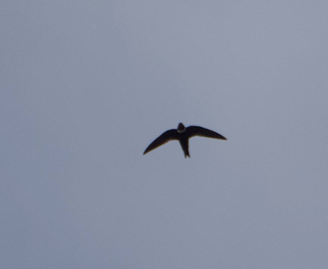 White-collared Swift - ML646965571