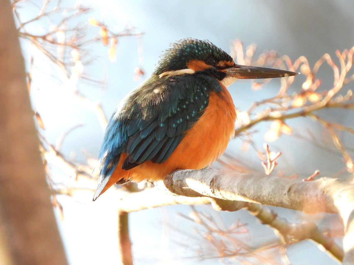 翠鳥 - ML646965576