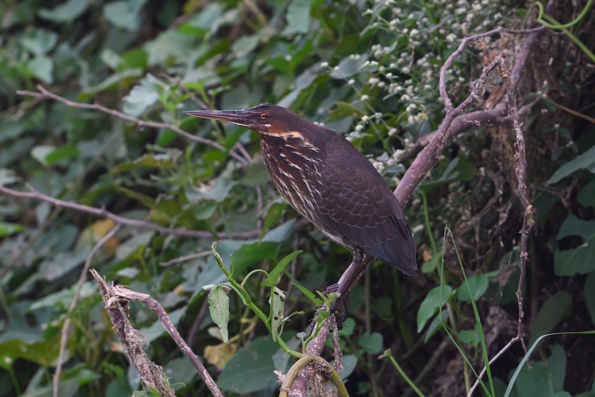 Мангровый волчок - ML646965577