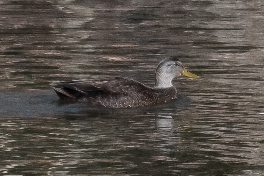 American Black Duck - ML646965578