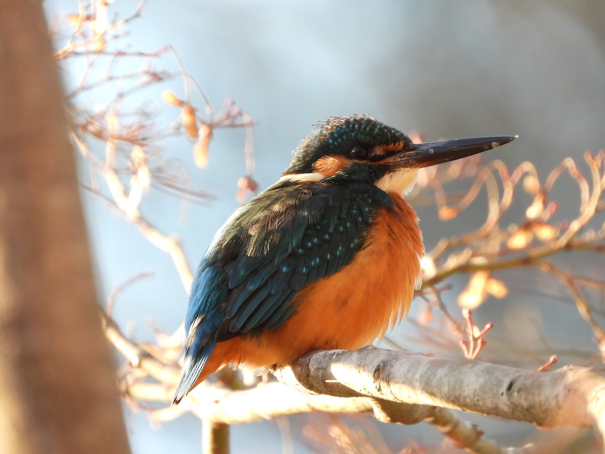 翠鳥 - ML646965580