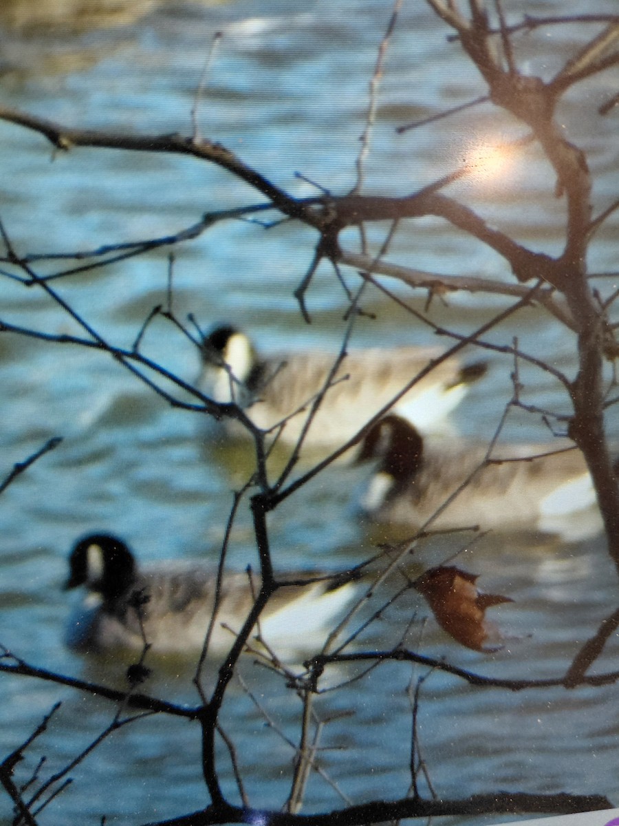 小加拿大雁 - ML646965581