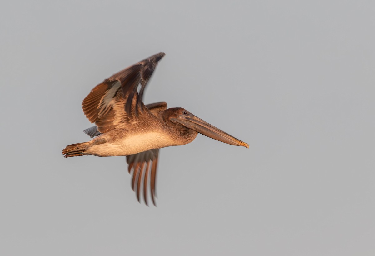 Brown Pelican - ML646965582