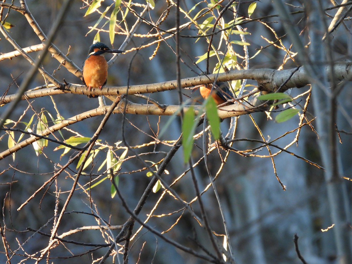 翠鳥 - ML646965583