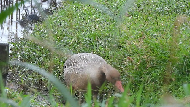 Oca selvatica - ML646965584