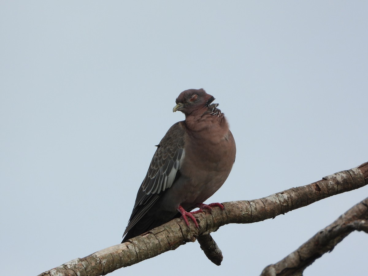 Picazuro Pigeon - ML646965585
