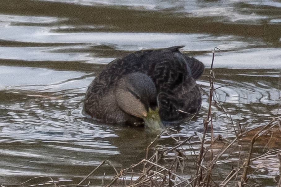 American Black Duck - ML646965587