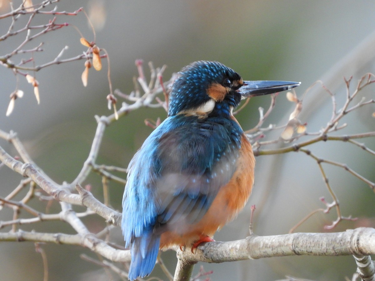 翠鳥 - ML646965589