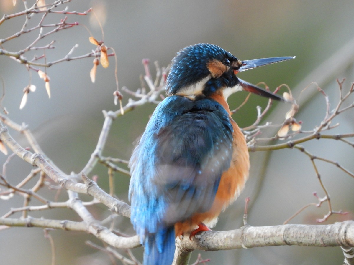 翠鳥 - ML646965591