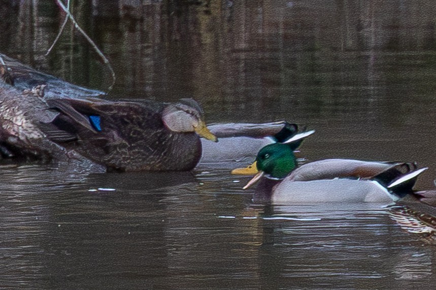 American Black Duck - ML646965592