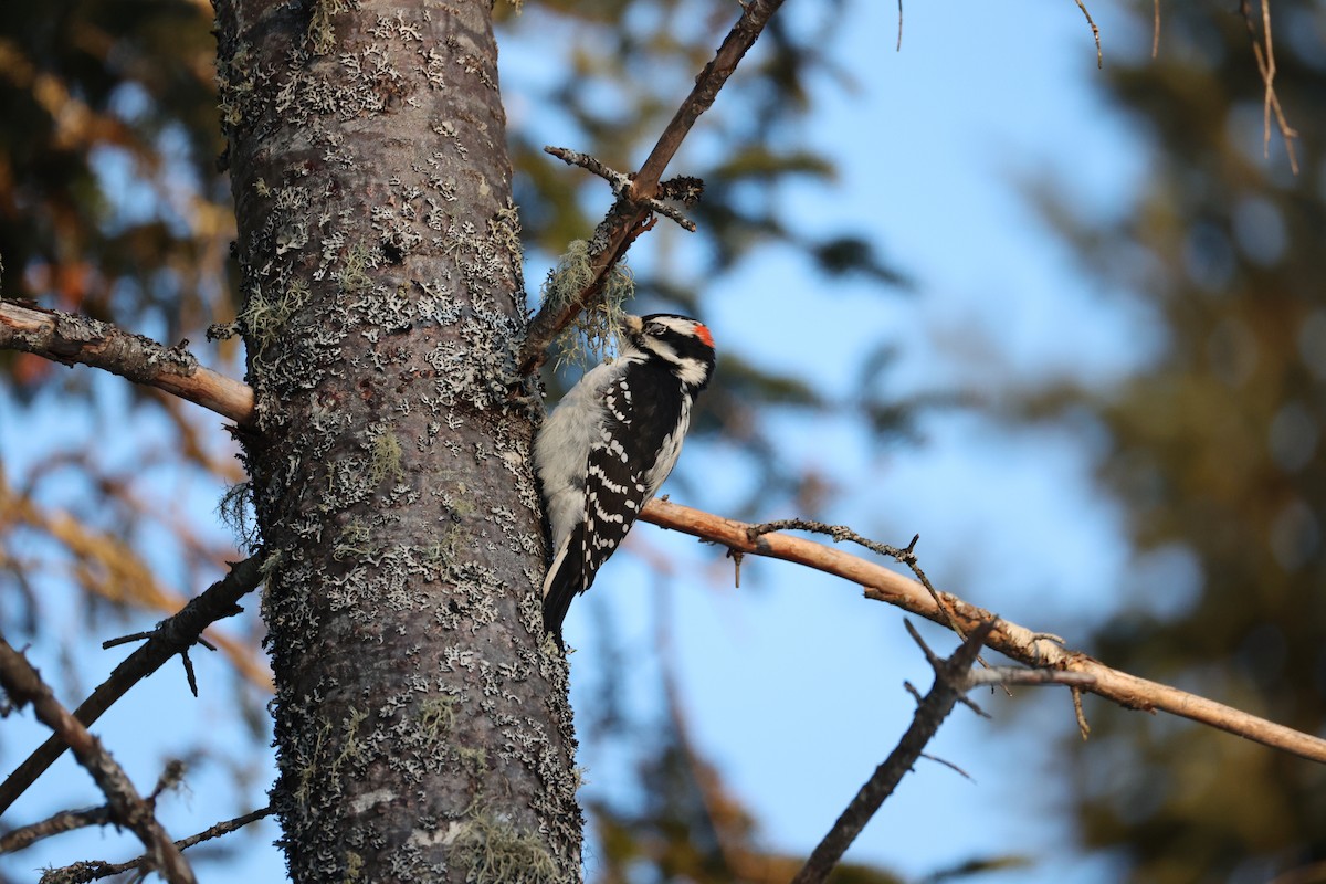 Hairy Woodpecker - ML646965594