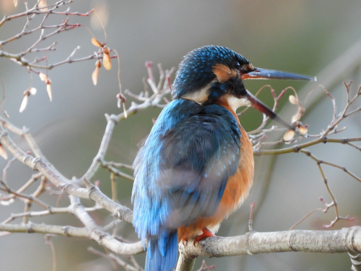 翠鳥 - ML646965595