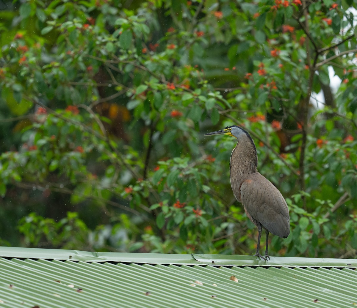 Bare-throated Tiger-Heron - ML646965596