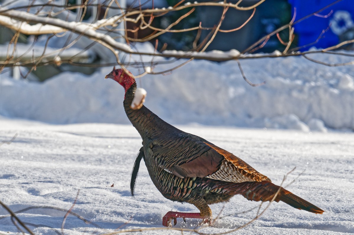 krocan divoký - ML646965597