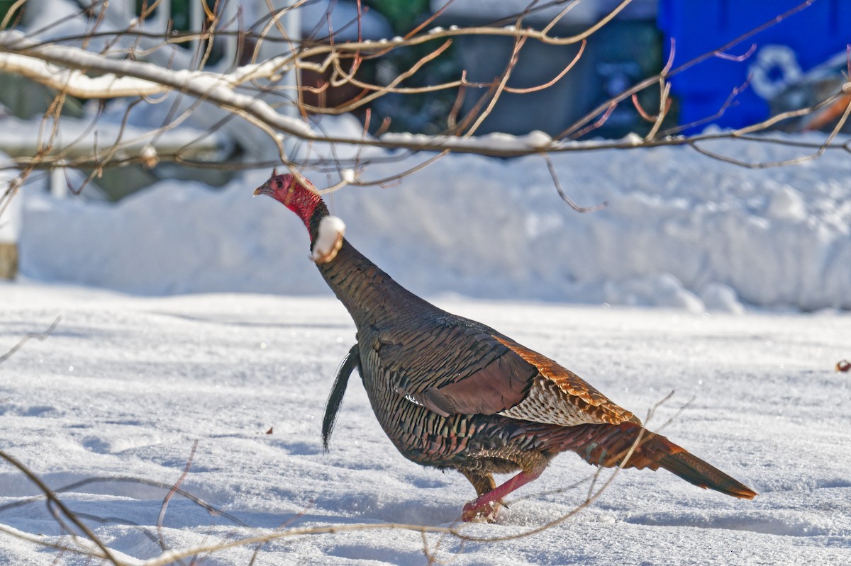 krocan divoký - ML646965598