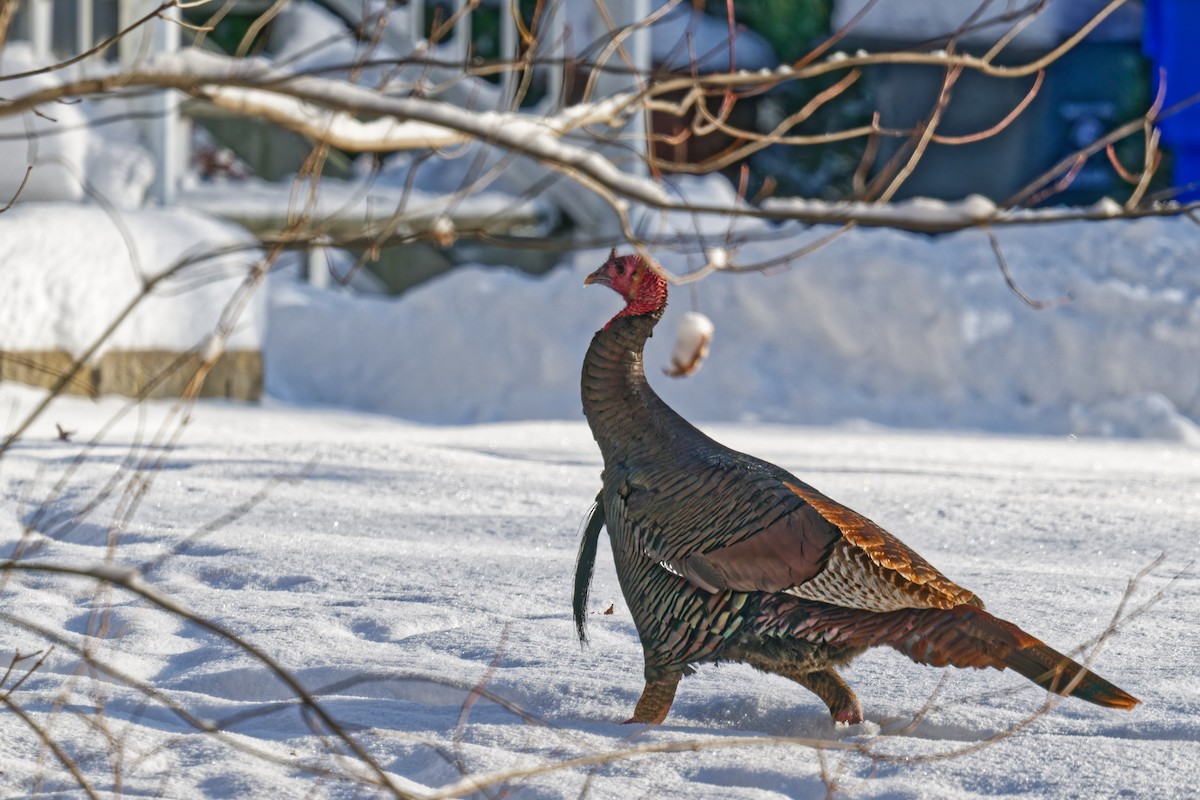 krocan divoký - ML646965599