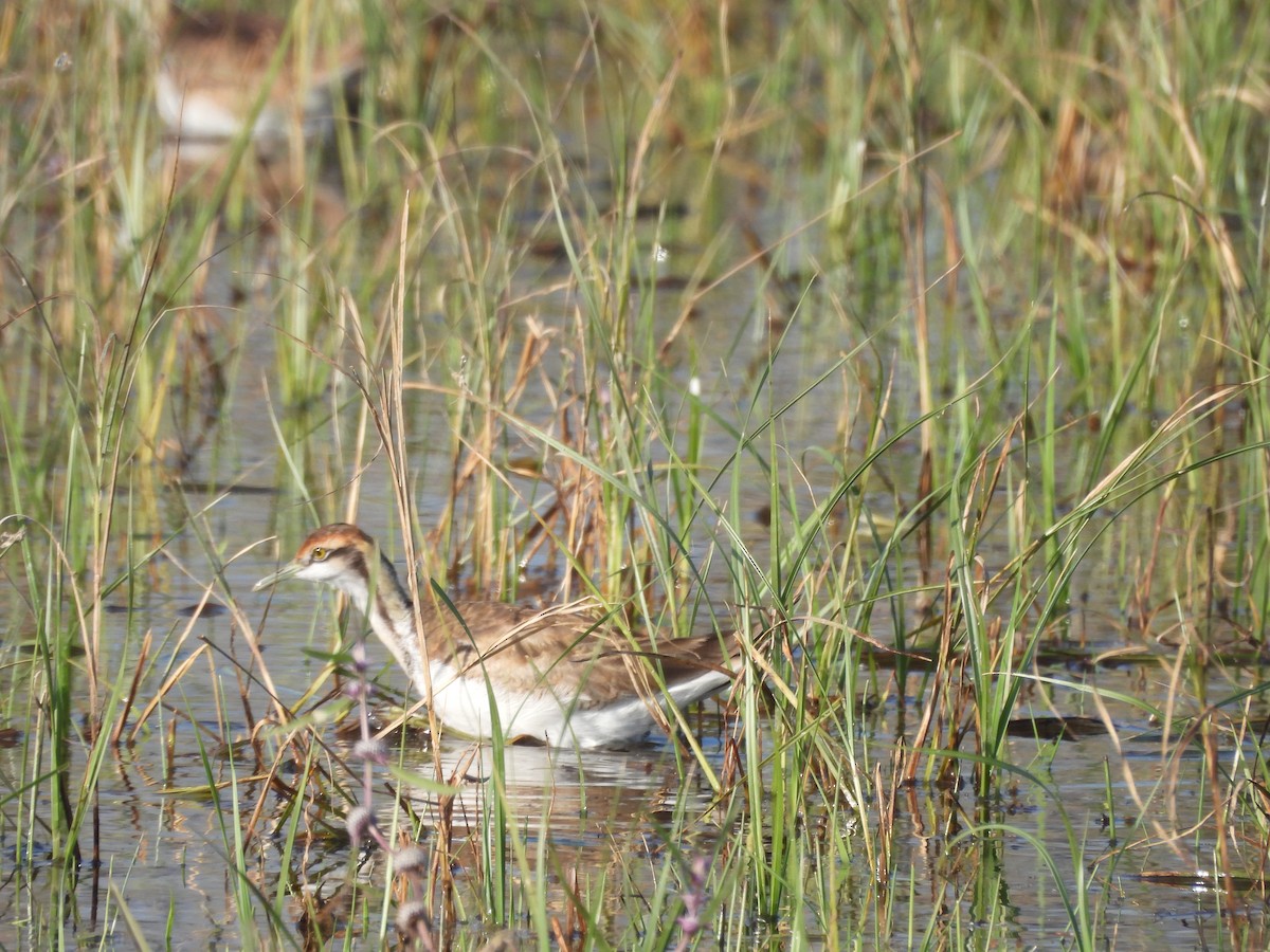 Pheasant-tailed Jacana - ML646965600