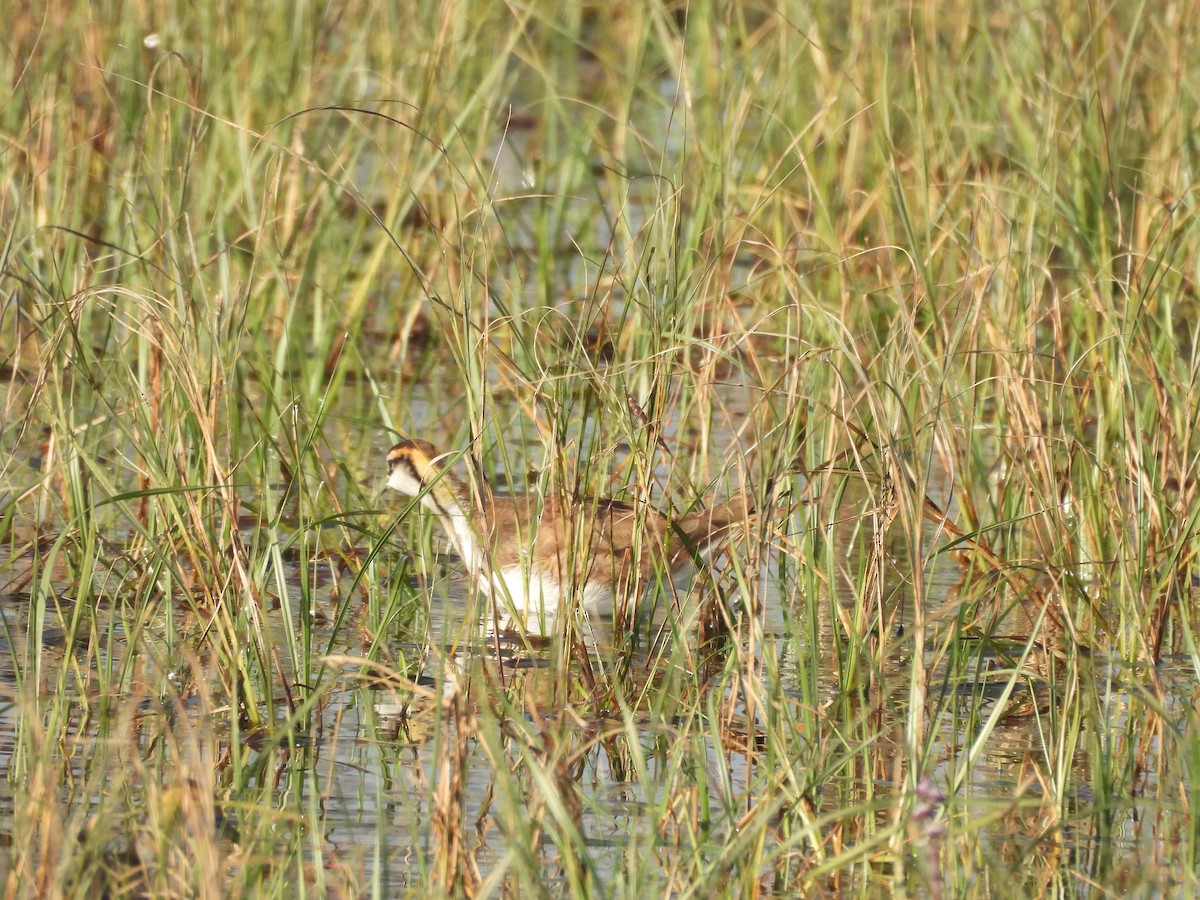 Pheasant-tailed Jacana - ML646965601