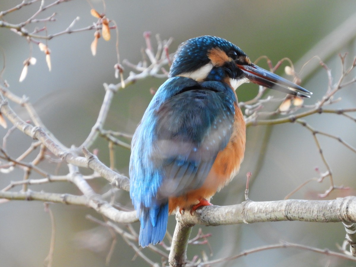 翠鳥 - ML646965602