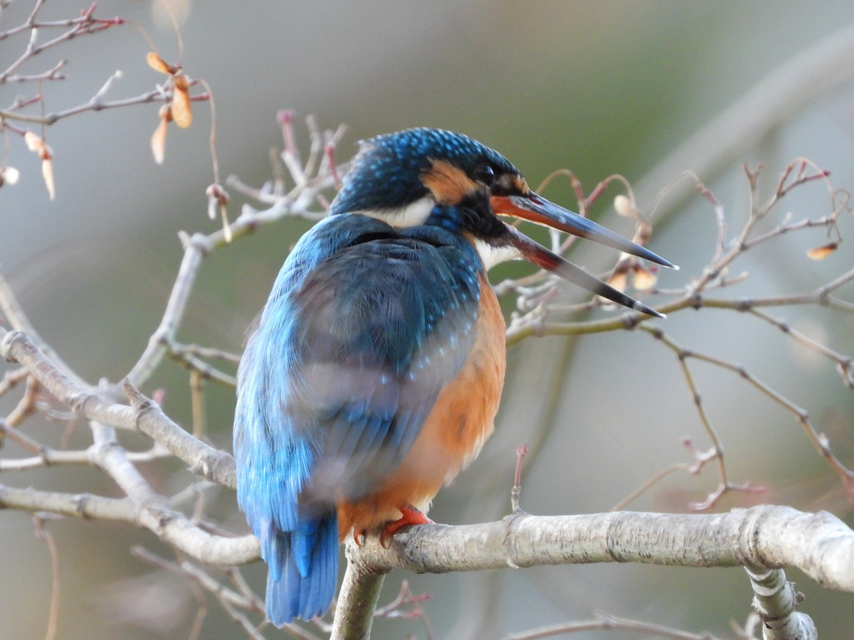 翠鳥 - ML646965605