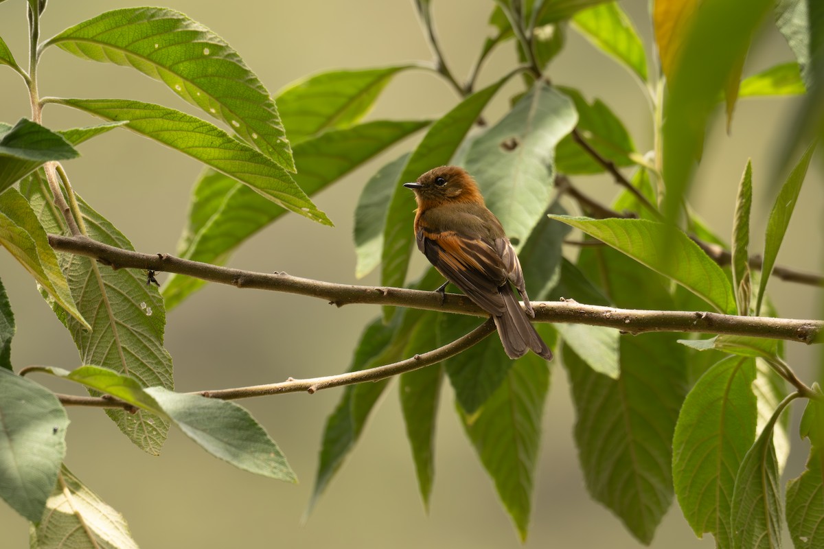 Cinnamon Flycatcher - ML646965606