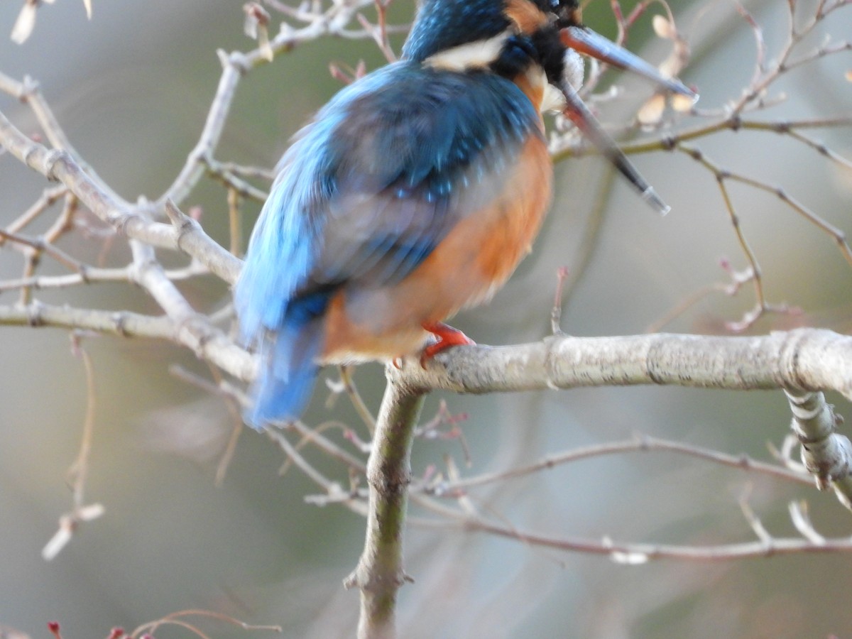 翠鳥 - ML646965607