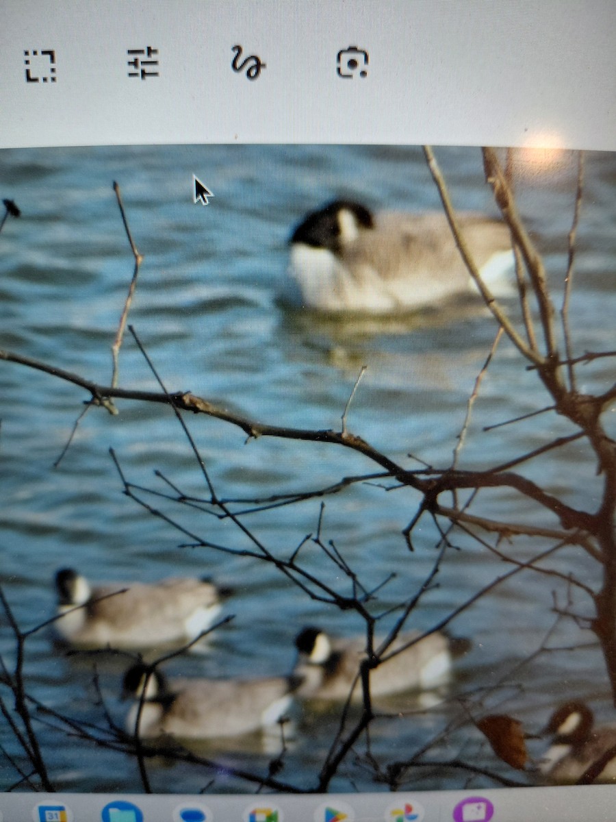 小加拿大雁 - ML646965608