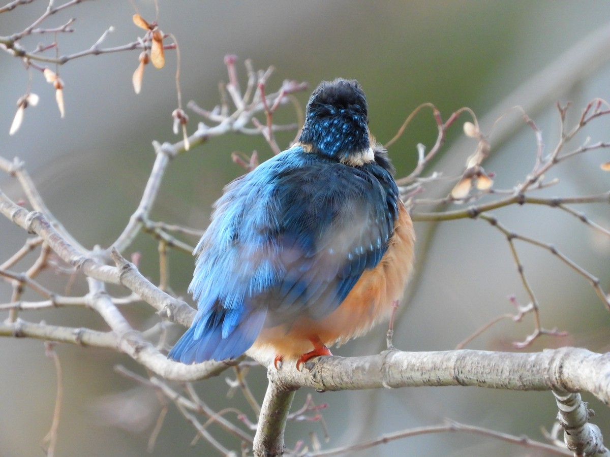 翠鳥 - ML646965610