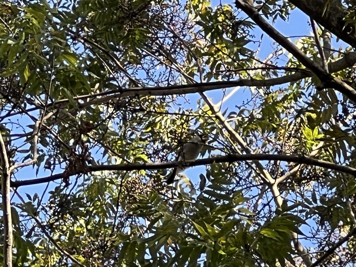 Japanese Grosbeak - ML646965611