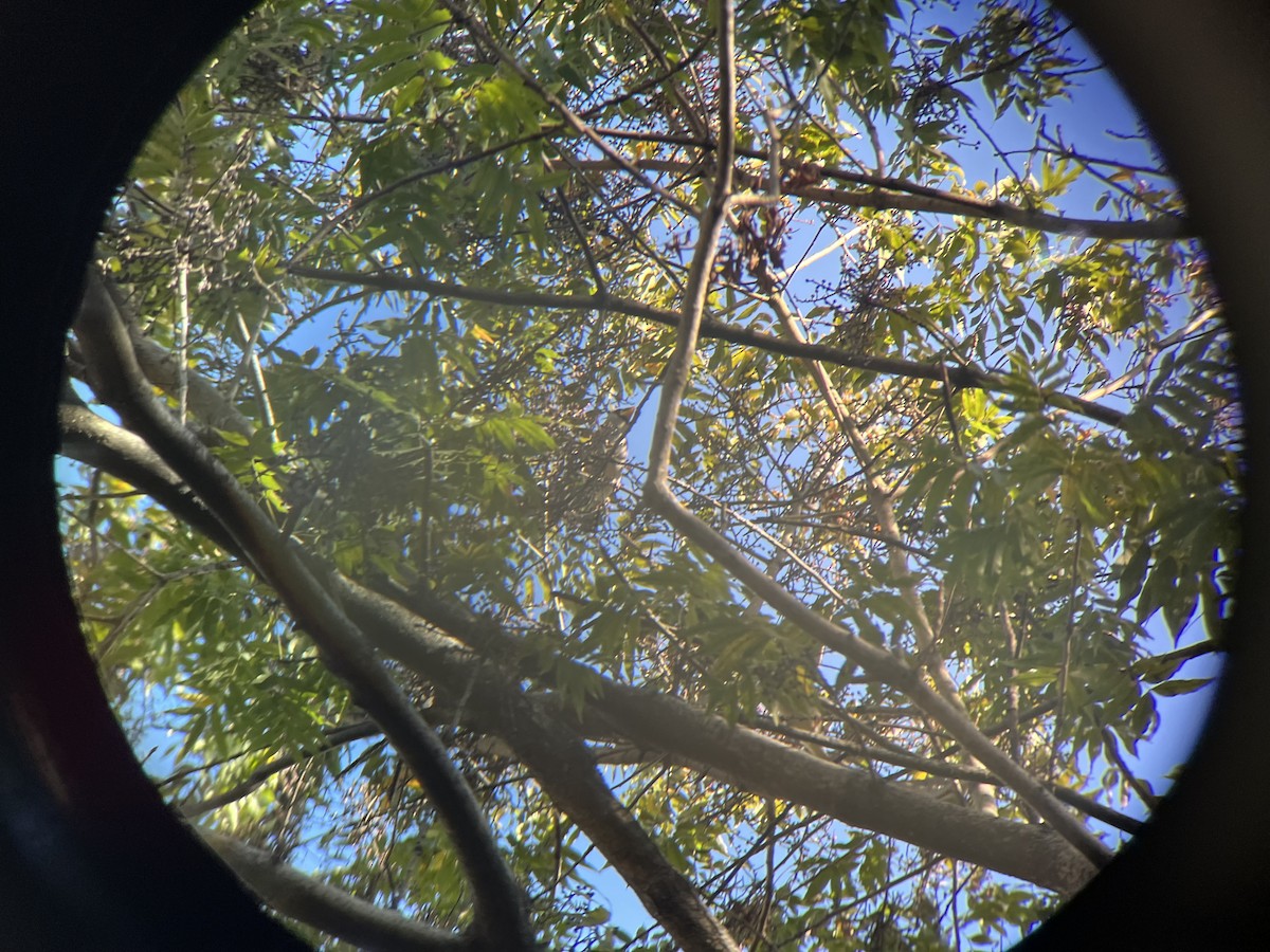 桑鳲 - ML646965612