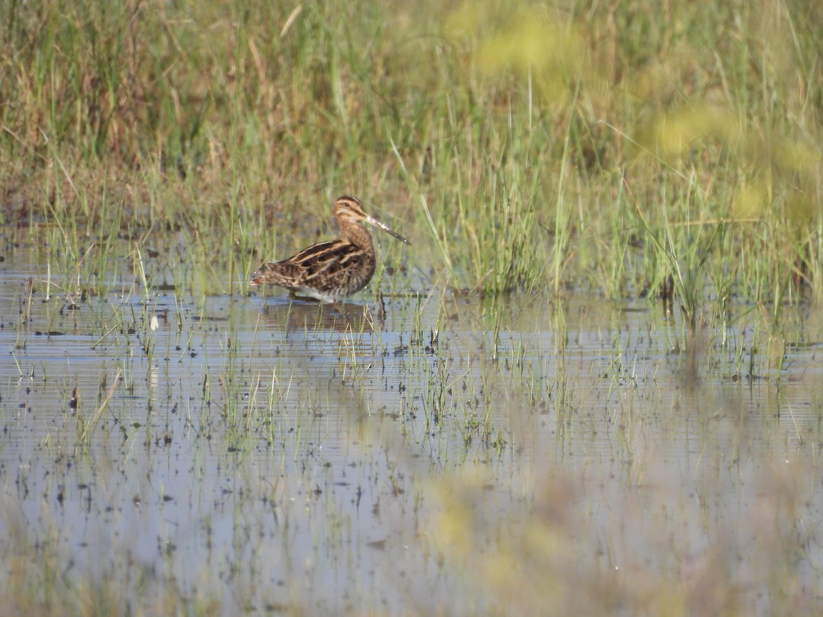 Beccaccino - ML646965613