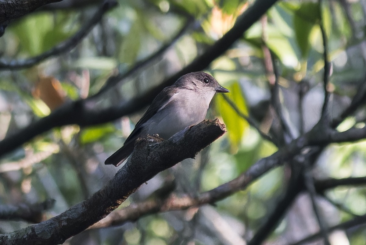 Свистун сірий - ML646965619