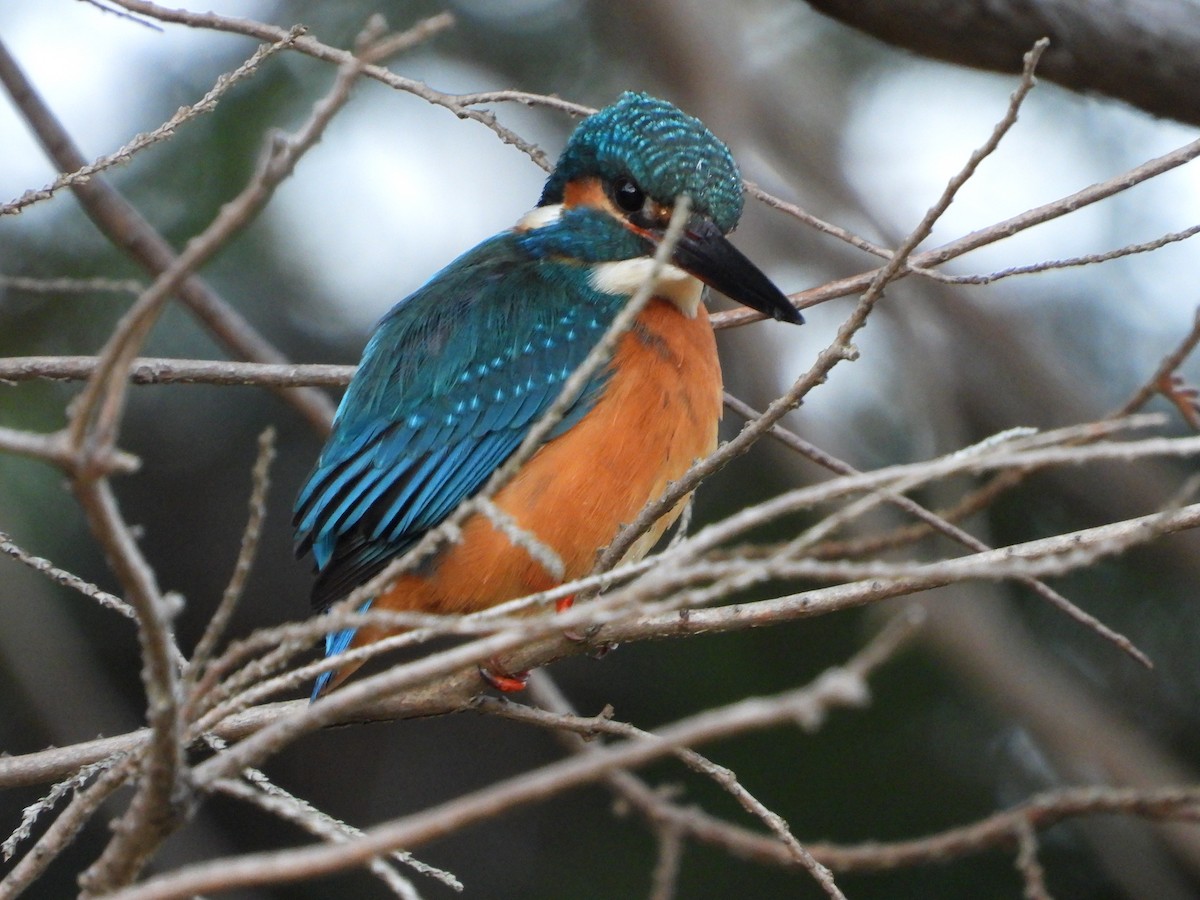 翠鳥 - ML646965620