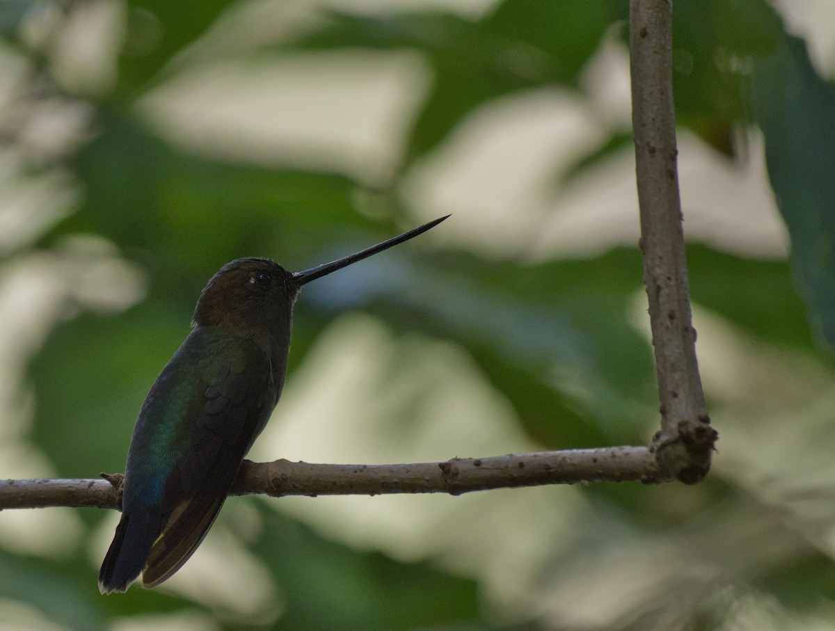 Green-fronted Lancebill - ML646965623