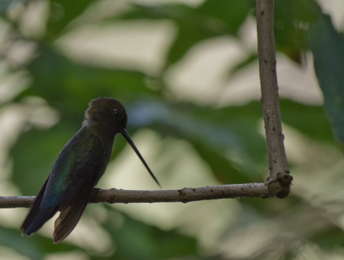 Green-fronted Lancebill - ML646965624