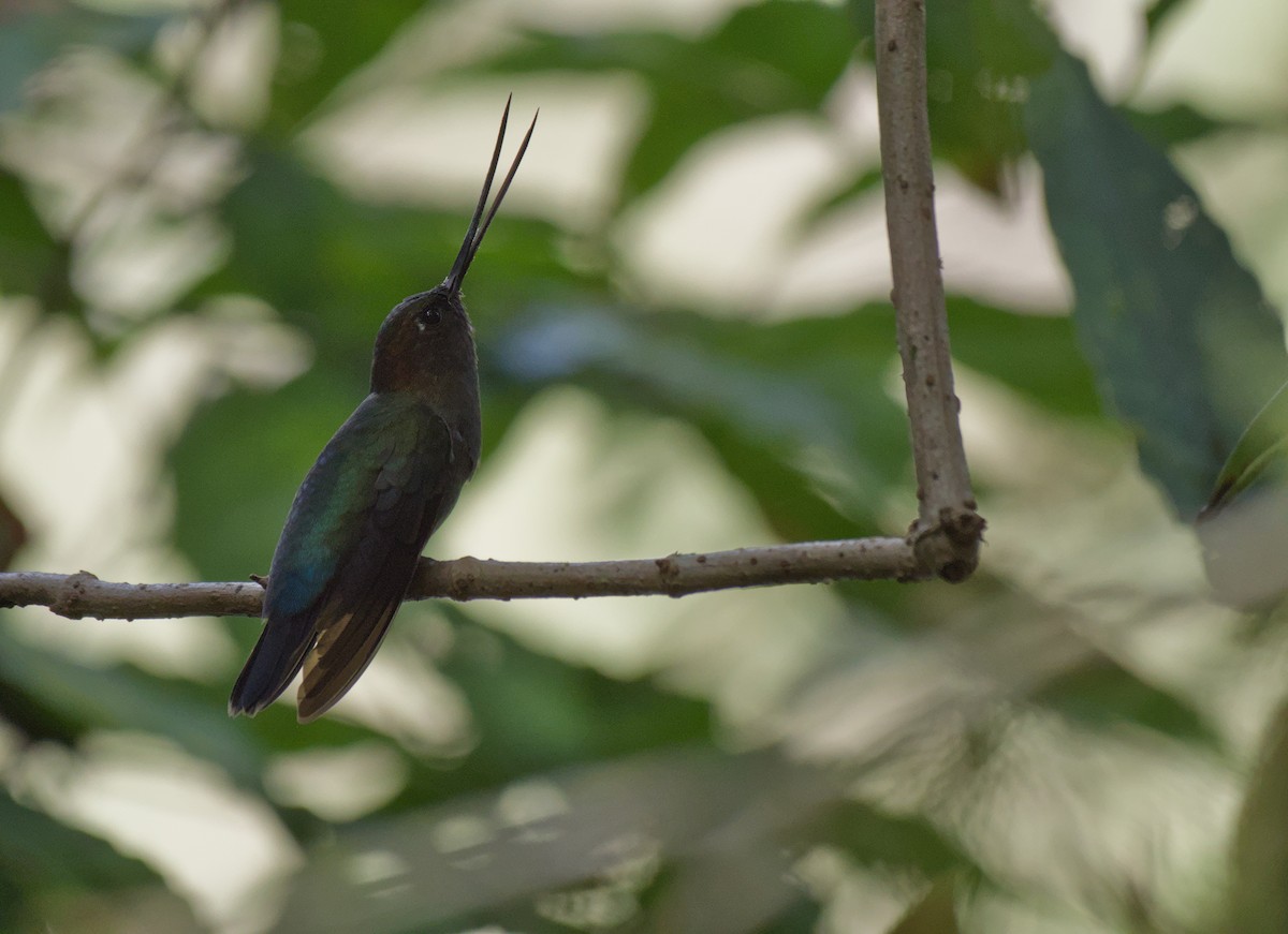 Green-fronted Lancebill - ML646965625