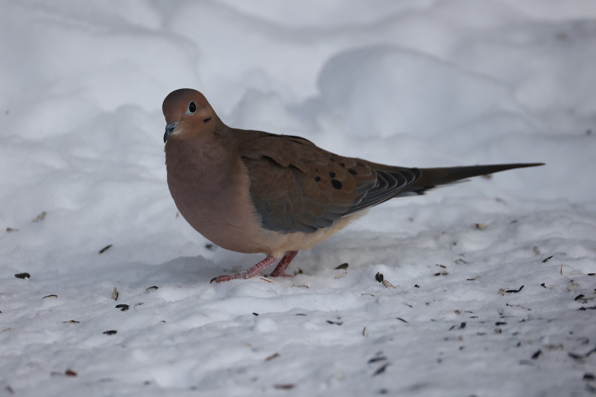 Uzun Kuyruklu Kumru - ML646965626