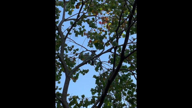 Plumbeous Redstart - ML646965627