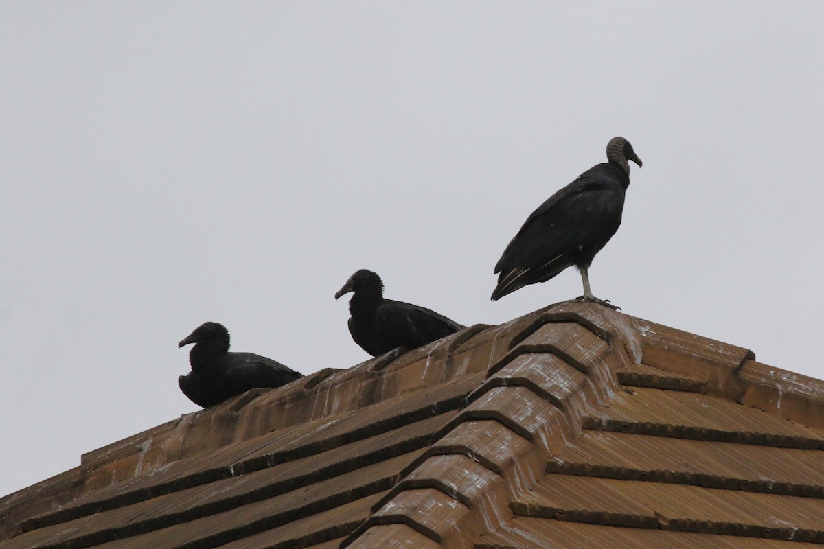 kondor havranovitý - ML646965628