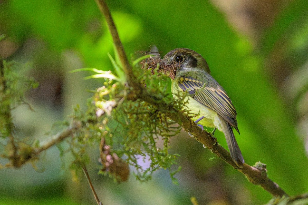 sepiakronetyrann - ML646965629