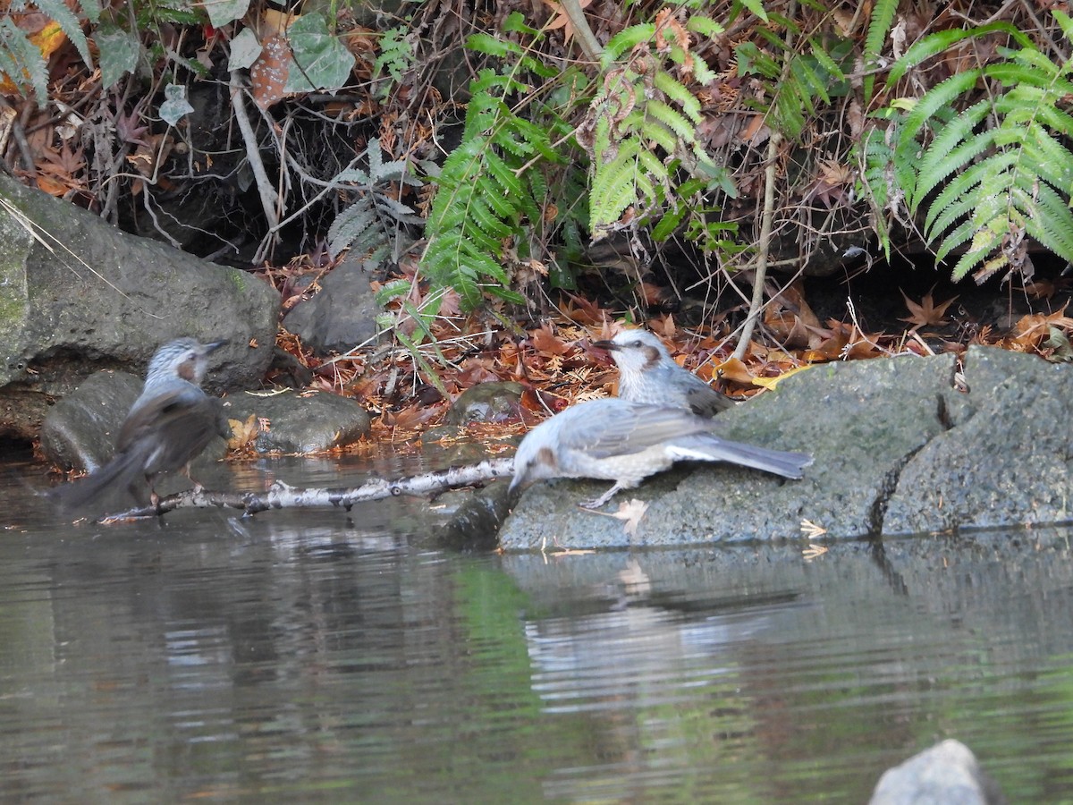 棕耳鵯 - ML646965631