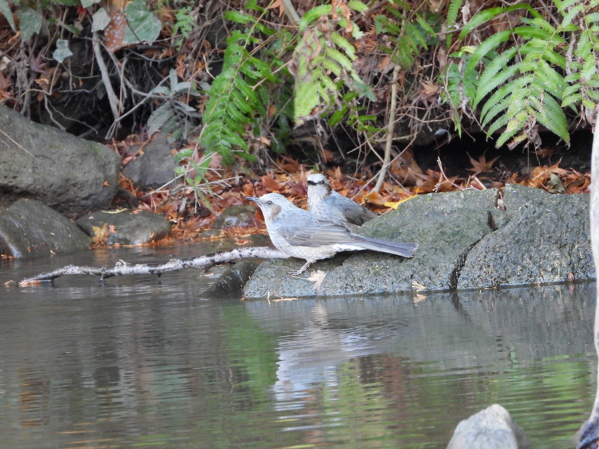 棕耳鵯 - ML646965632