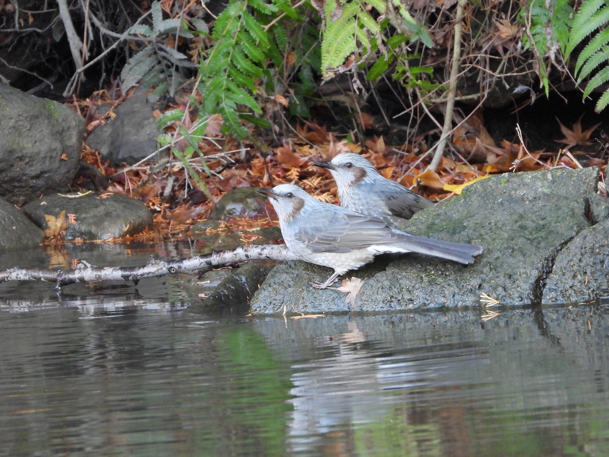 棕耳鵯 - ML646965634